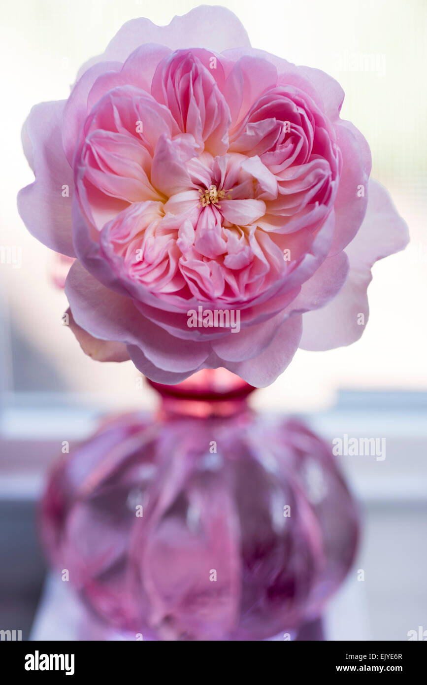 Rosa Gentle Hermione, David Austin Englische Rose Stockfoto