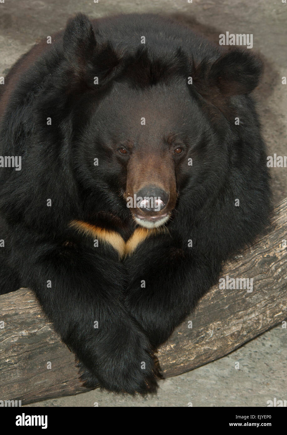 Himalaya-Bär. (Ursus Thibetanus). Europe.Ukraine.Kharkov.zoo. Stockfoto