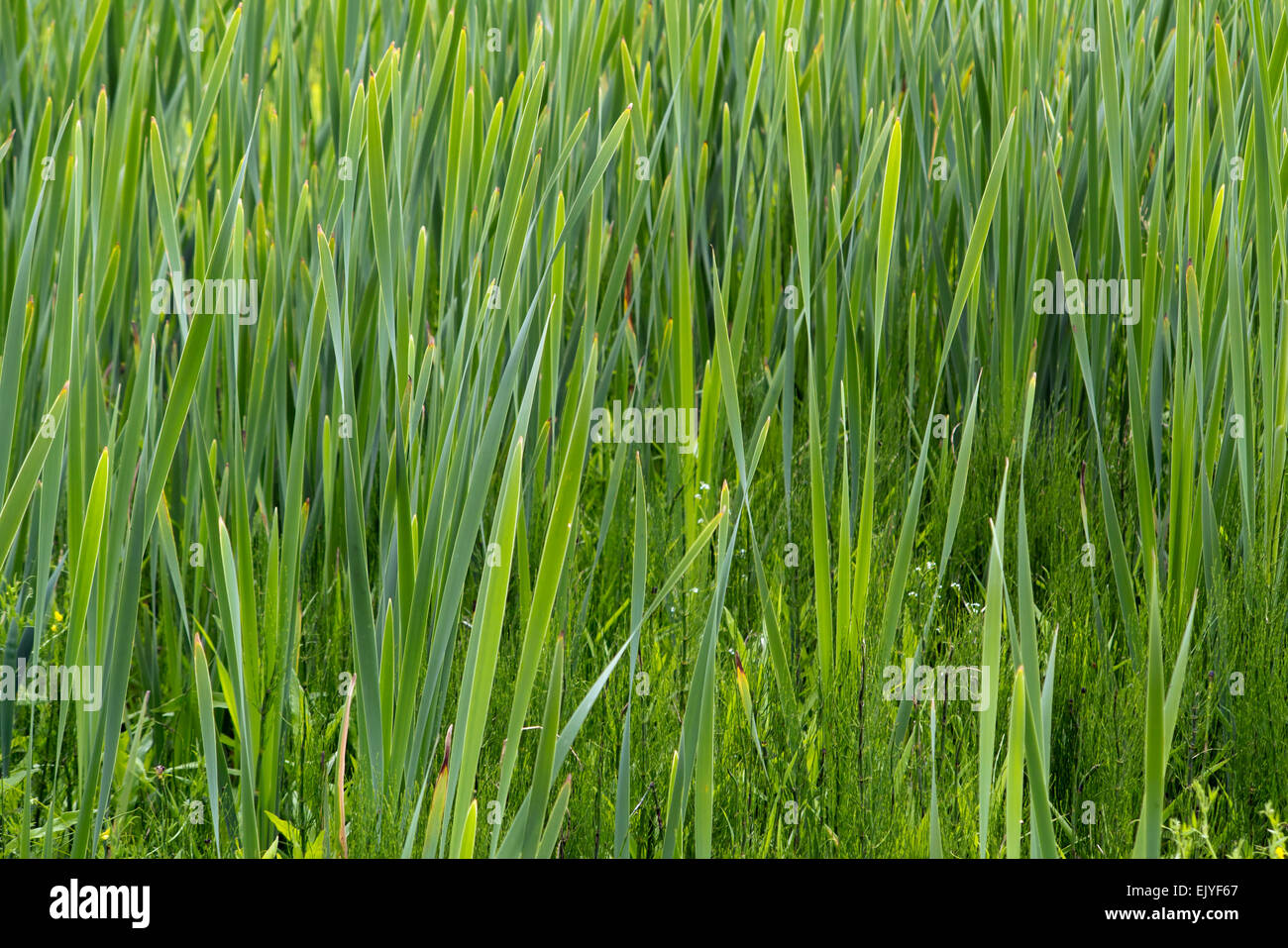 Frühlingsgrün Rasen Stockfoto