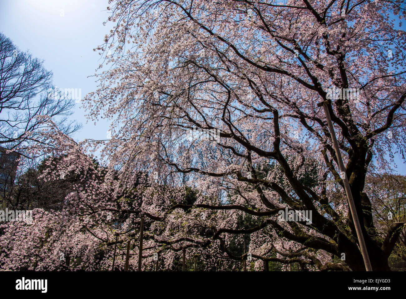 Kirschblüte, weinend, Rikugien Garten, Bunkyo-Ku, Tokyo, Japan Stockfoto