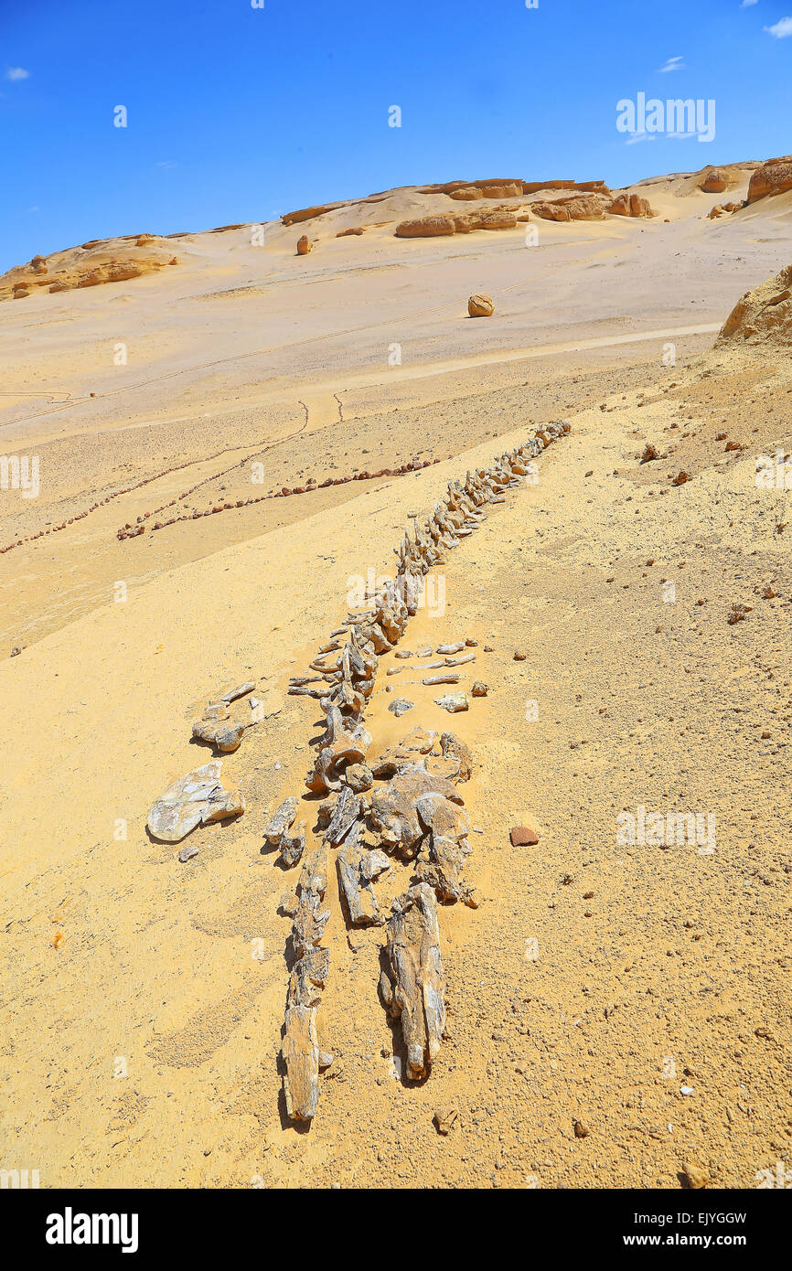Dorudon Atrox Wal. Tal der Wale westliche Wüste - Ägypten (40 Millionen Jahren Fossil) Stockfoto