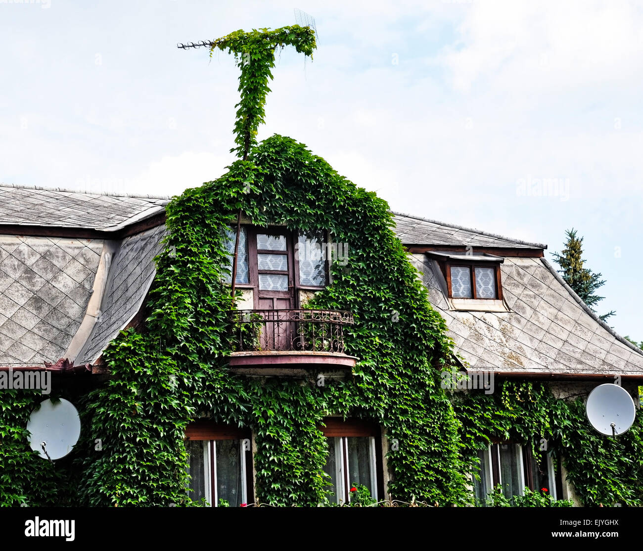 Altbau bedeckt mit kletternde Pflanze Stockfoto