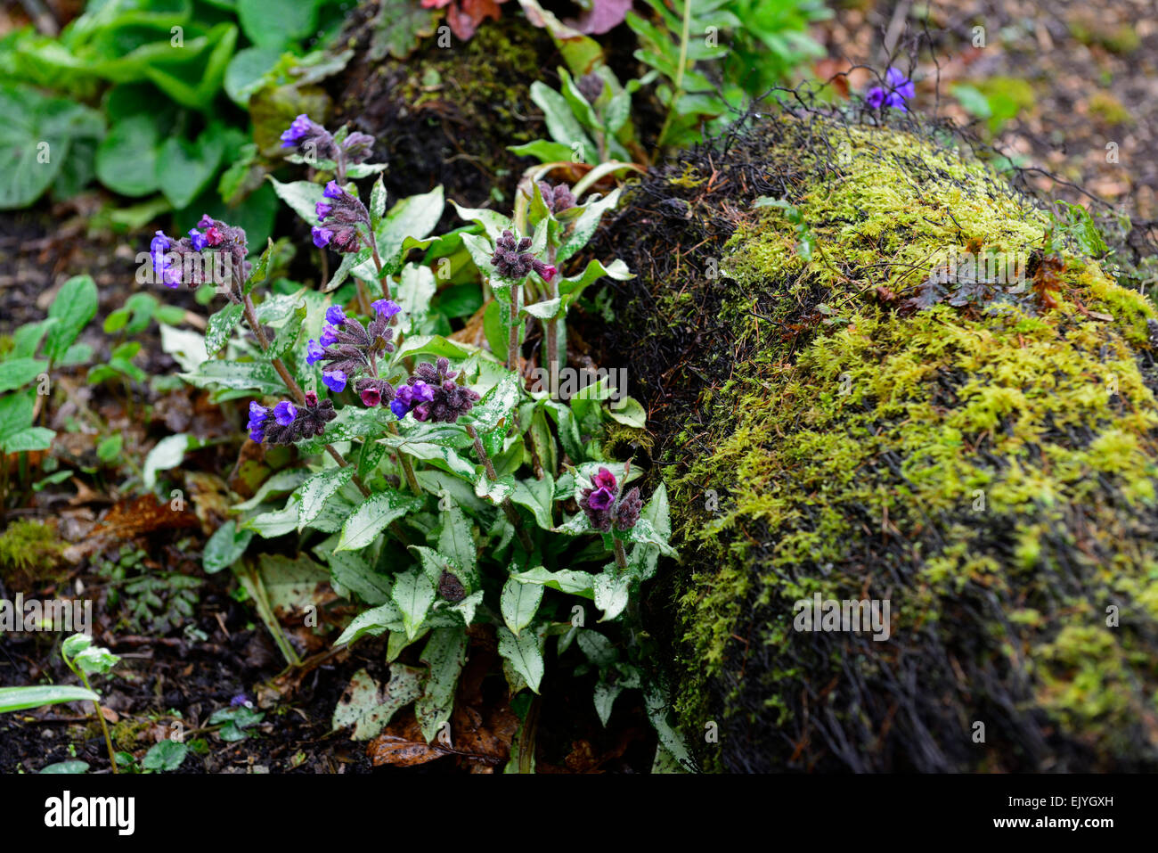Pulmonaria Longifolia Bertrum Anderson Lungenkraut lila Blumen bunte Laub Frühling Holz Wald schattige RM Floral Stockfoto
