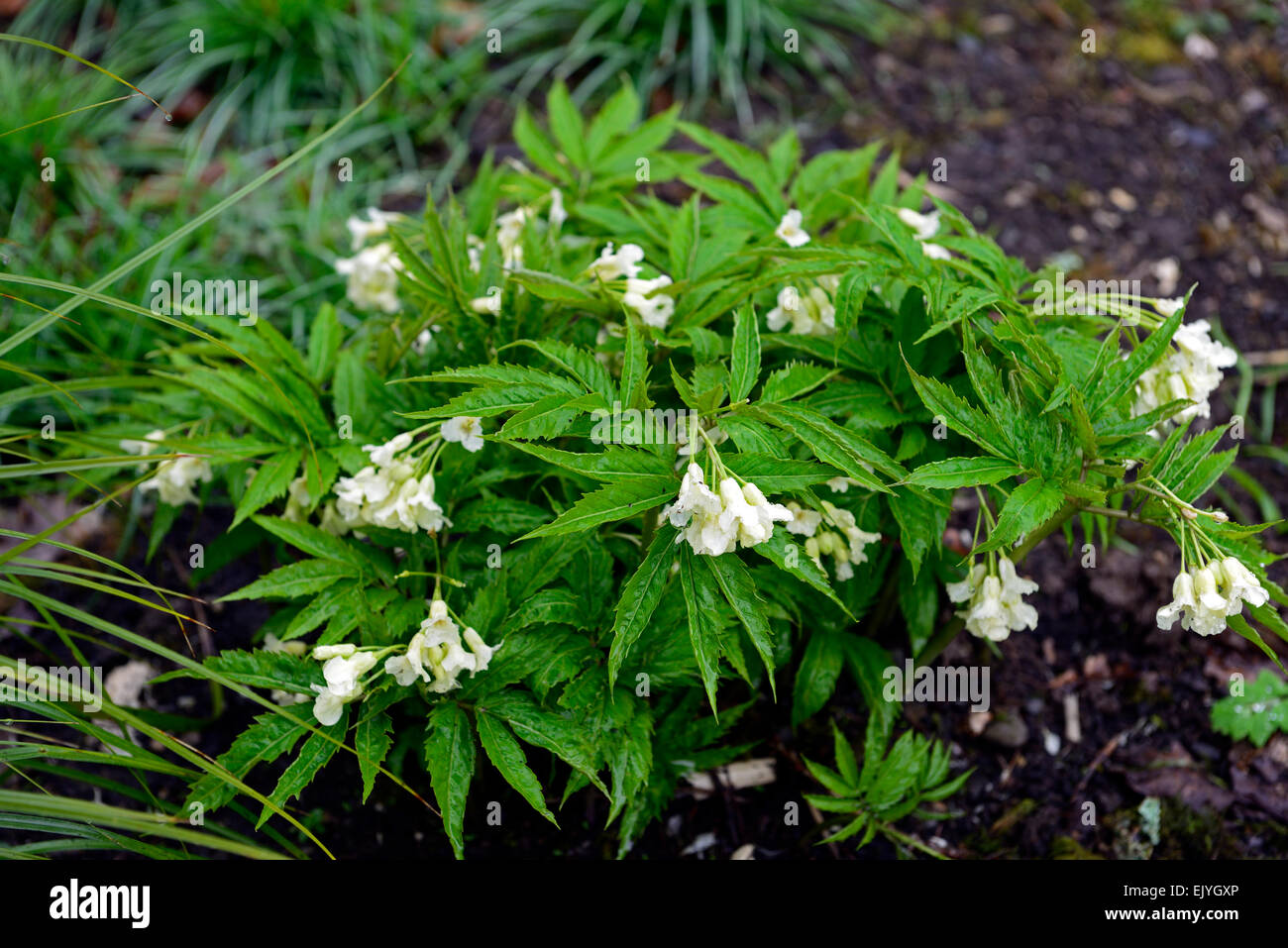 Cardamine Enneaphylla weiße Blume Blumen Büschel bilden Schatten