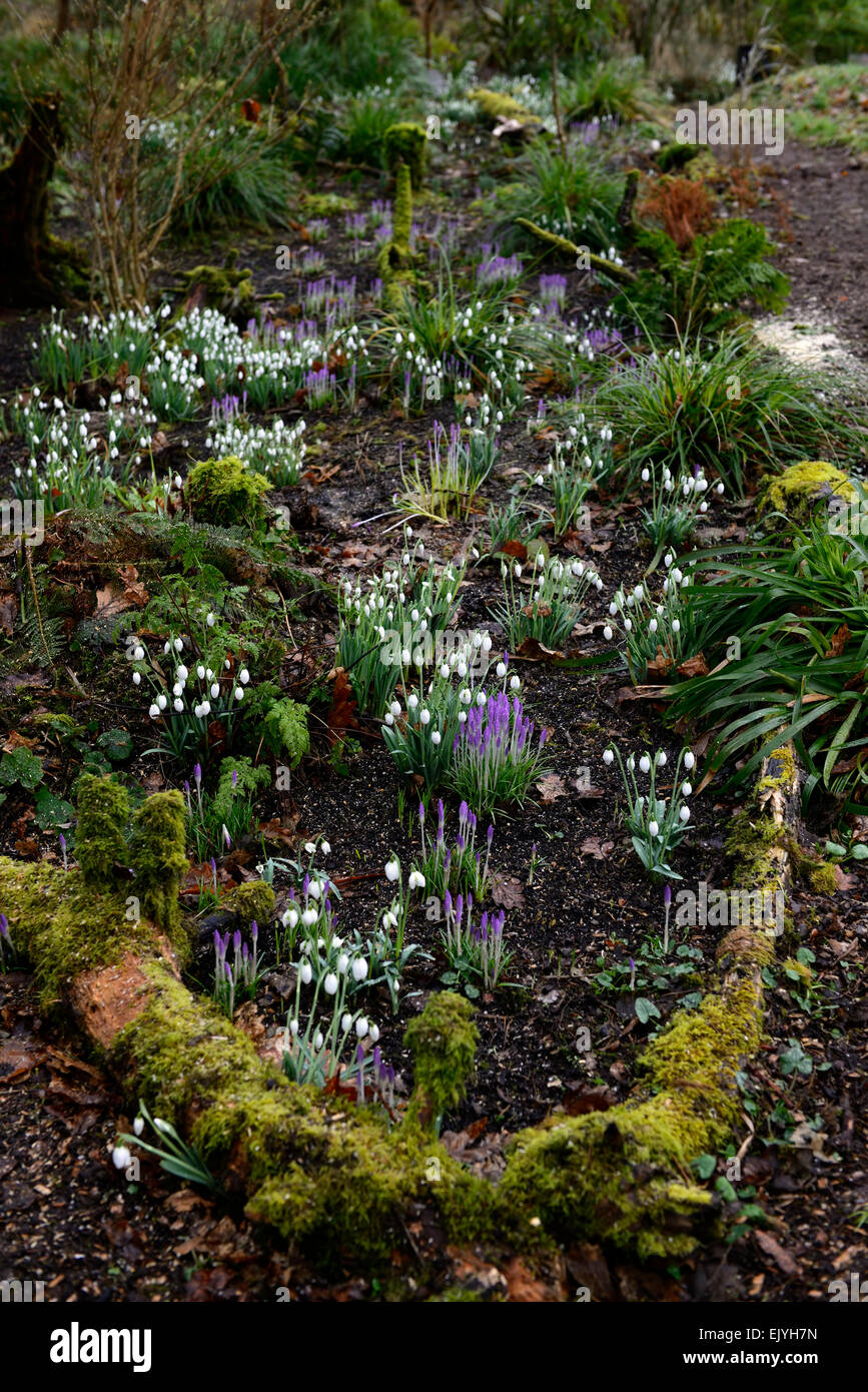 Frühlingsblumen, Schneeglöckchen, Krokus, Krokusse, RM Floral, Wald, Holz, Waldgarten, Stockfoto