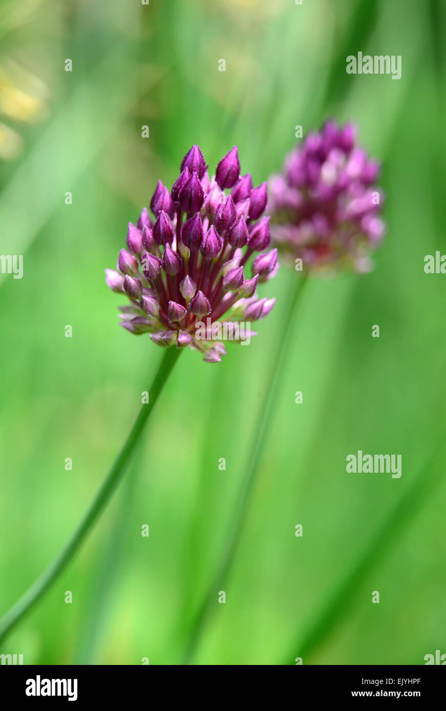 Lila Blume wächst auf der Wiese Stockfoto