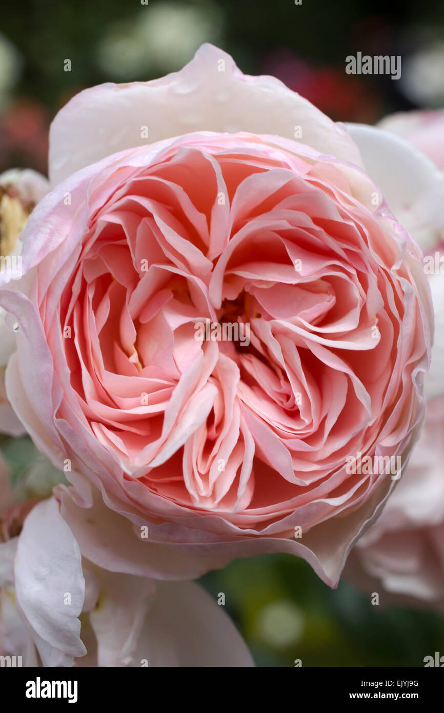 Rosa Heritage, David Austin Englische Rose Stockfoto