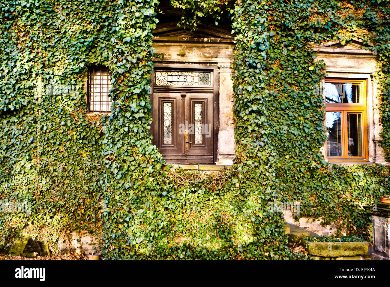 altes Haus mit Fassade fallenden Efeu Bltter Stockfotografie - Alamy