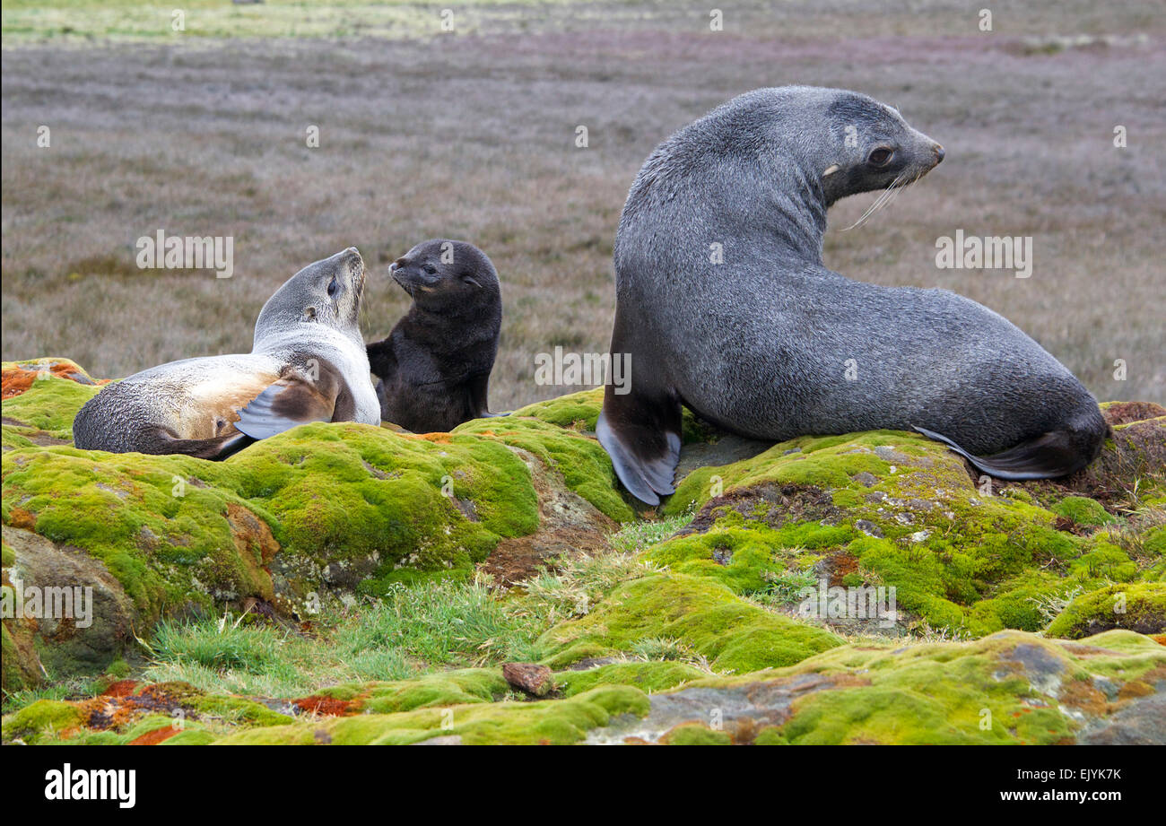 Männliche Mutter und Jungtier Pelz Dichtungen Stromness Südgeorgien Stockfoto