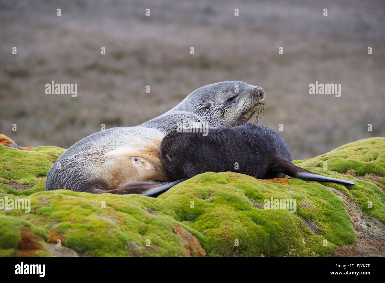 Mutter mit Spanferkel Cub Robben Stromness Südgeorgien Stockfoto