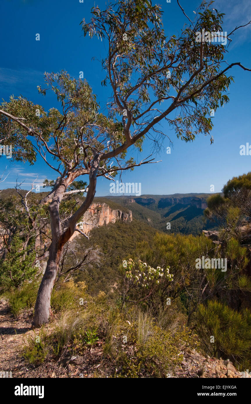 Blick über die Grose Valley in der Nähe von Hanging Rock, Blue Mountains National Park, New-South.Wales, Australien Stockfoto
