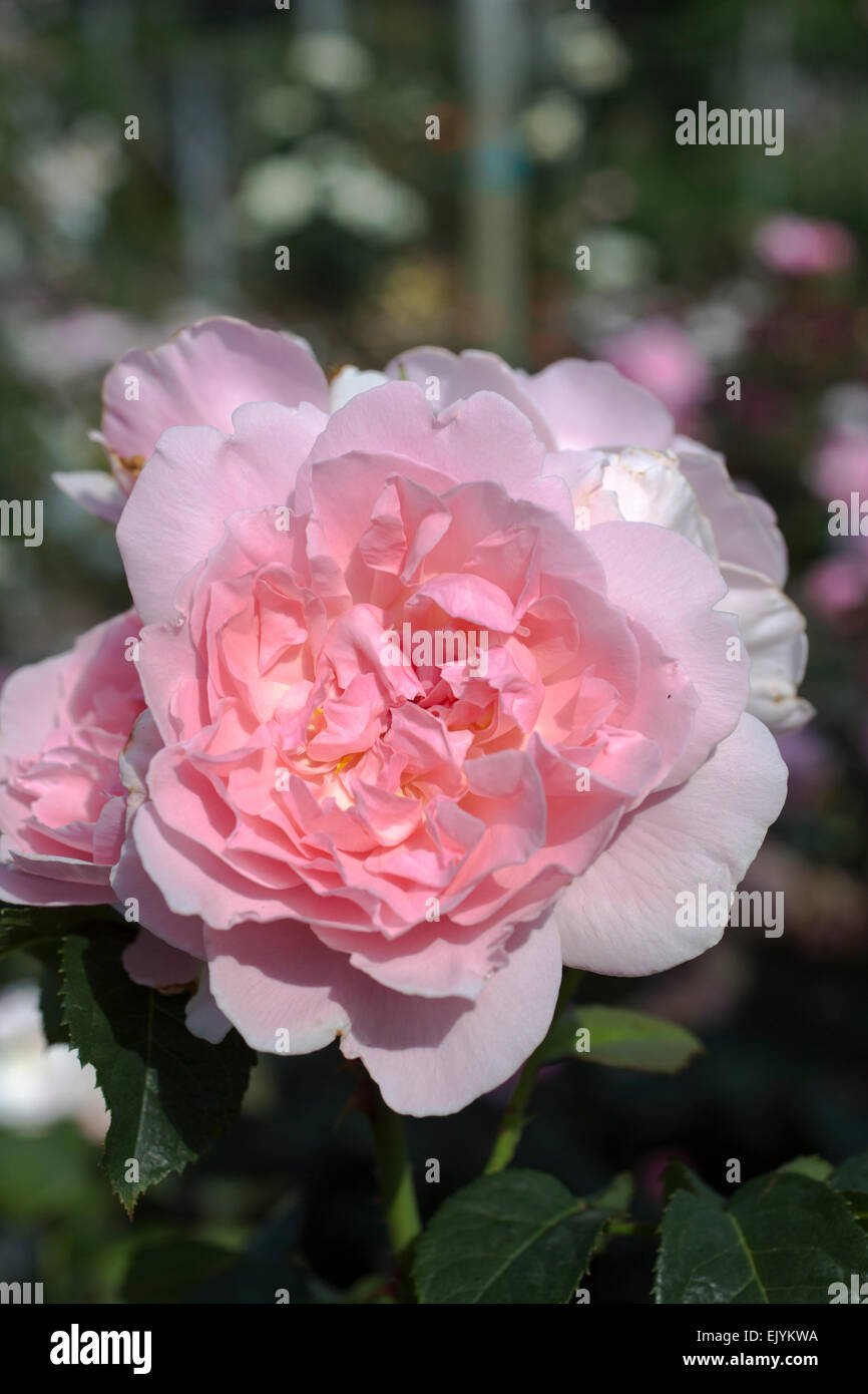 Rosa Kathryn Morley, eine englische Rosen von David Austin Stockfoto