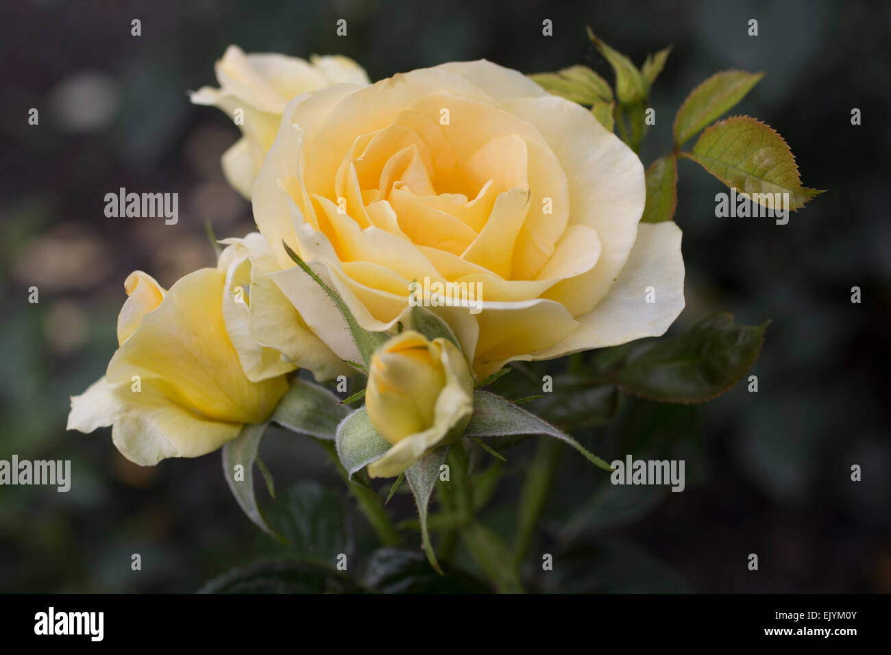 Rosa Stadt Livree, Harkness Stockfoto