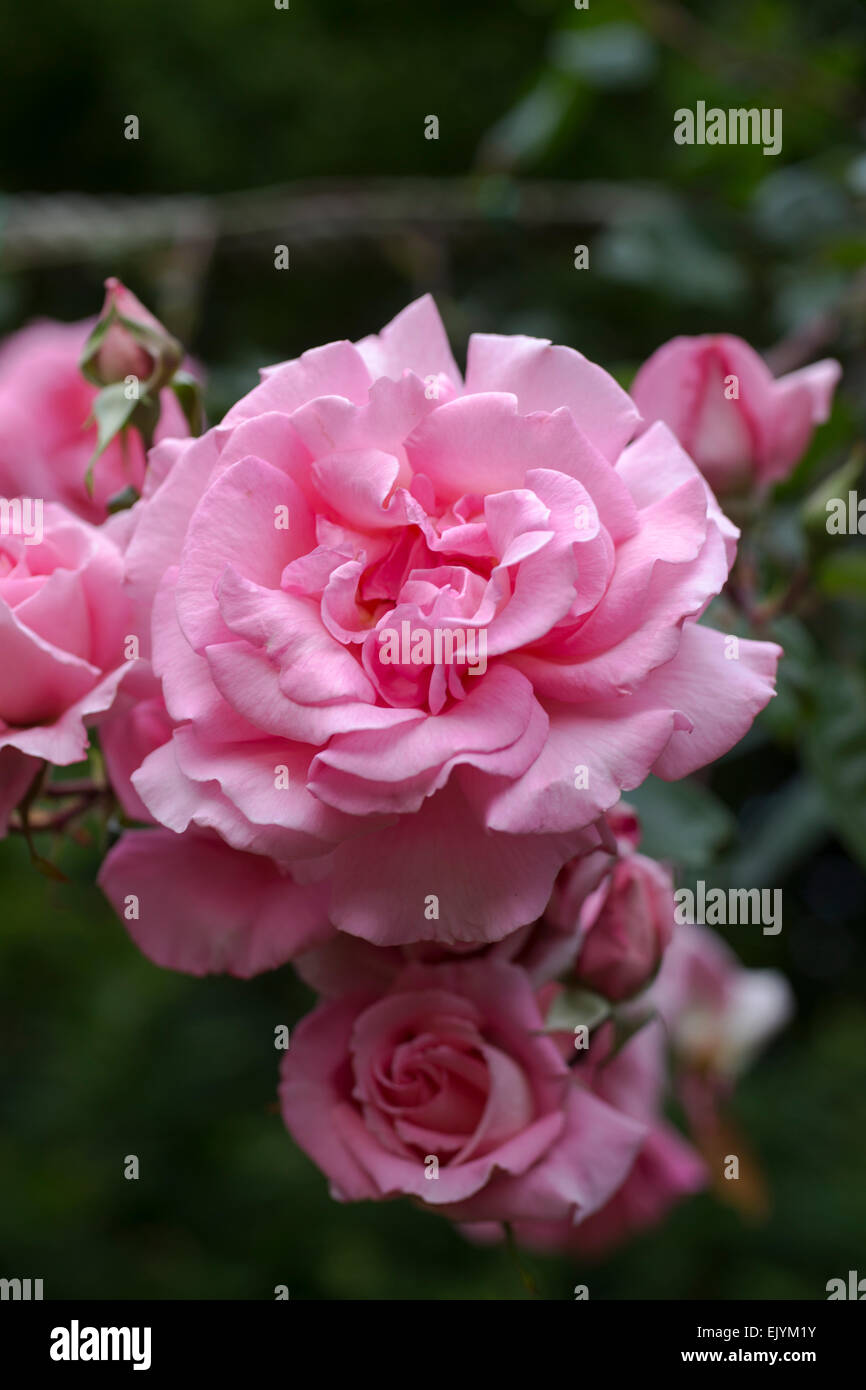 Rosa rosa Mantel Stockfoto