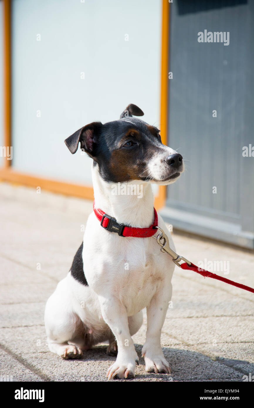 Jack Russell Terrier Hund warten geduldig auf seinen Chef mit roter Gürtel gefesselt Stockfoto