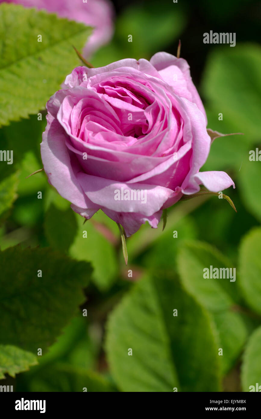 Rosa Duchesse de Rohan, Centifolia rose Stockfoto