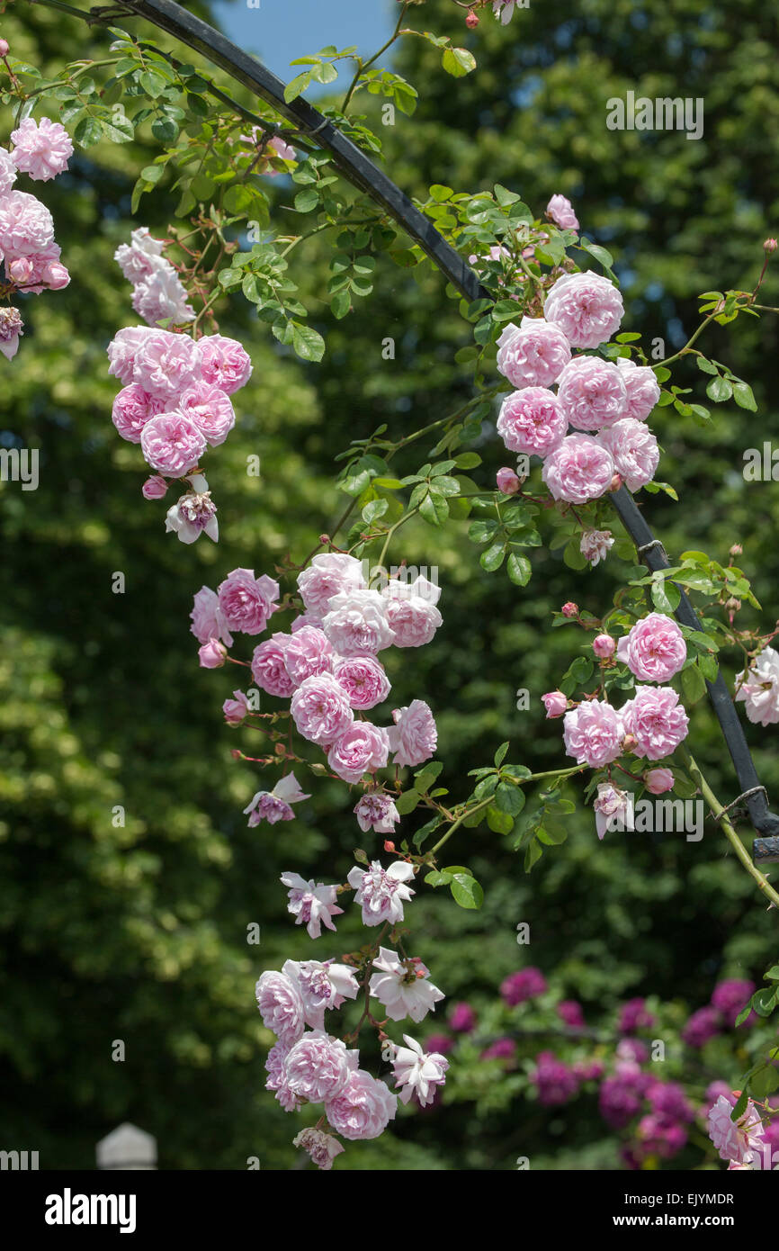 Rosa-Debütantin, rambling rose Stockfoto