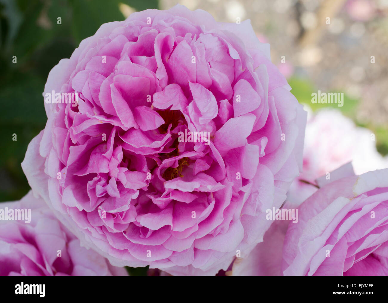 Rosa Comte de Chambord, Portland-rose Stockfoto