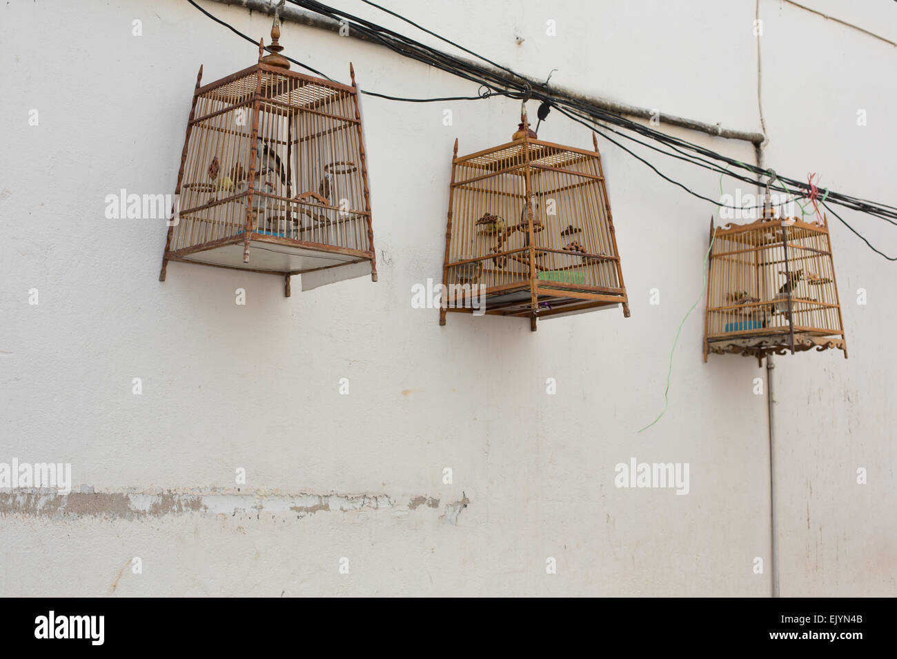 Asiatische Vögel hängen von drei Bambus Käfige aus einer Seitenstraße (Soi) in Thonburi, Bangkok, Thailand. Stockfoto