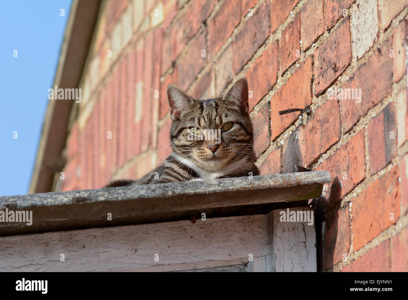 Tabby Katze Handauflegen Shed-Dach in der Sonne Stockfoto