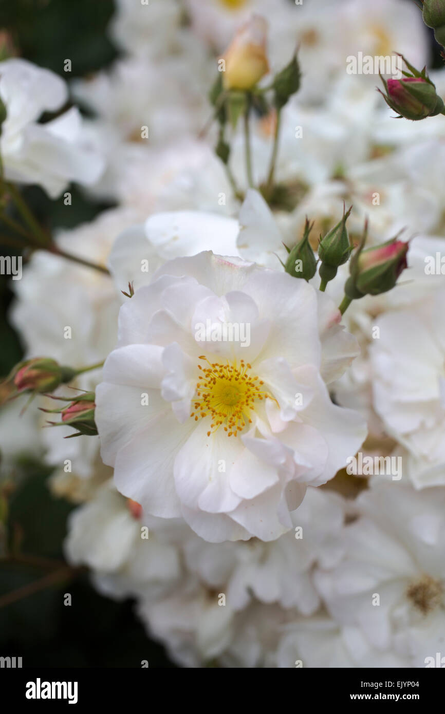 Rosa Penelope, Hybrid Musk rose Stockfoto