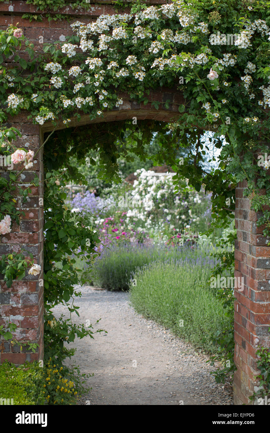 Englische rose Garten im Sommer Stockfoto