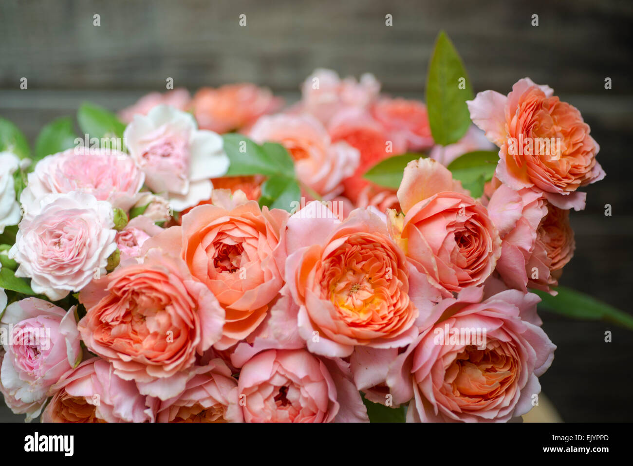 Rosa-Karamel-Antike und Romantik Antike Stockfoto