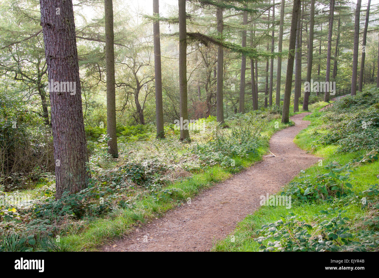 Wanderweg durch den Wald im oberen Derwent Valley, Peak District, Derbyshire. Sanfte Morgensonne. Stockfoto