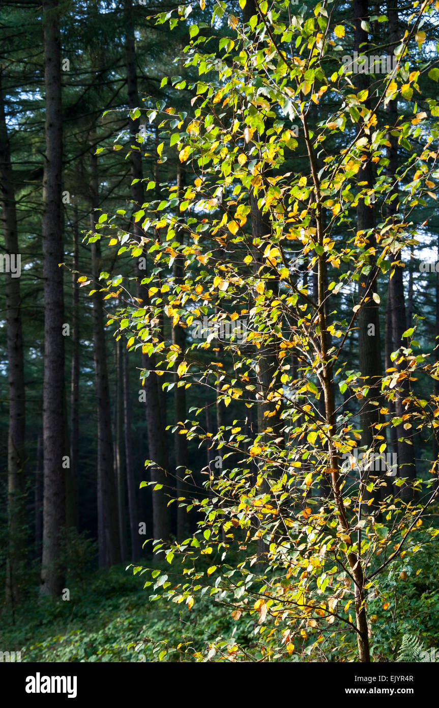 Eine junge Silber Birke mit Farbwechsel von grünen Sommer bis zum Herbst gelb. Stockfoto