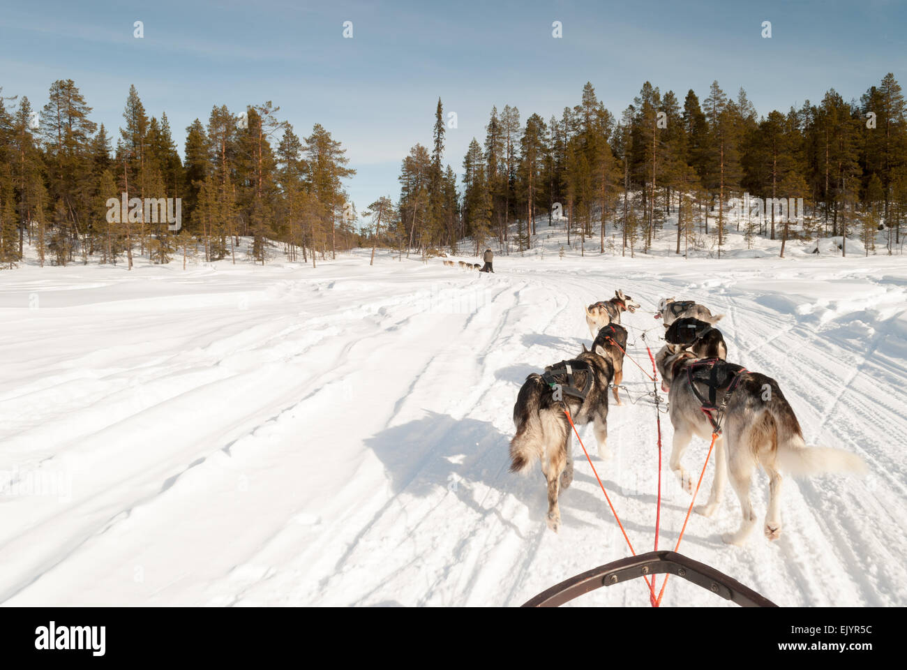 Reisen in der gefrorenen Tundra von Schwedisch-Lappland hinter Huskys auf einem Schlitten Stockfoto