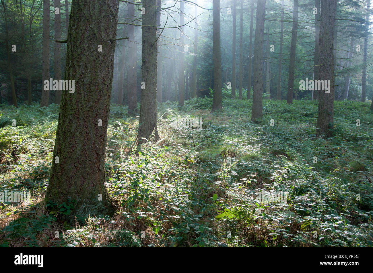 Sanfte Morgensonne im Wald im oberen Derwent Valley, Derbyshire. Stockfoto