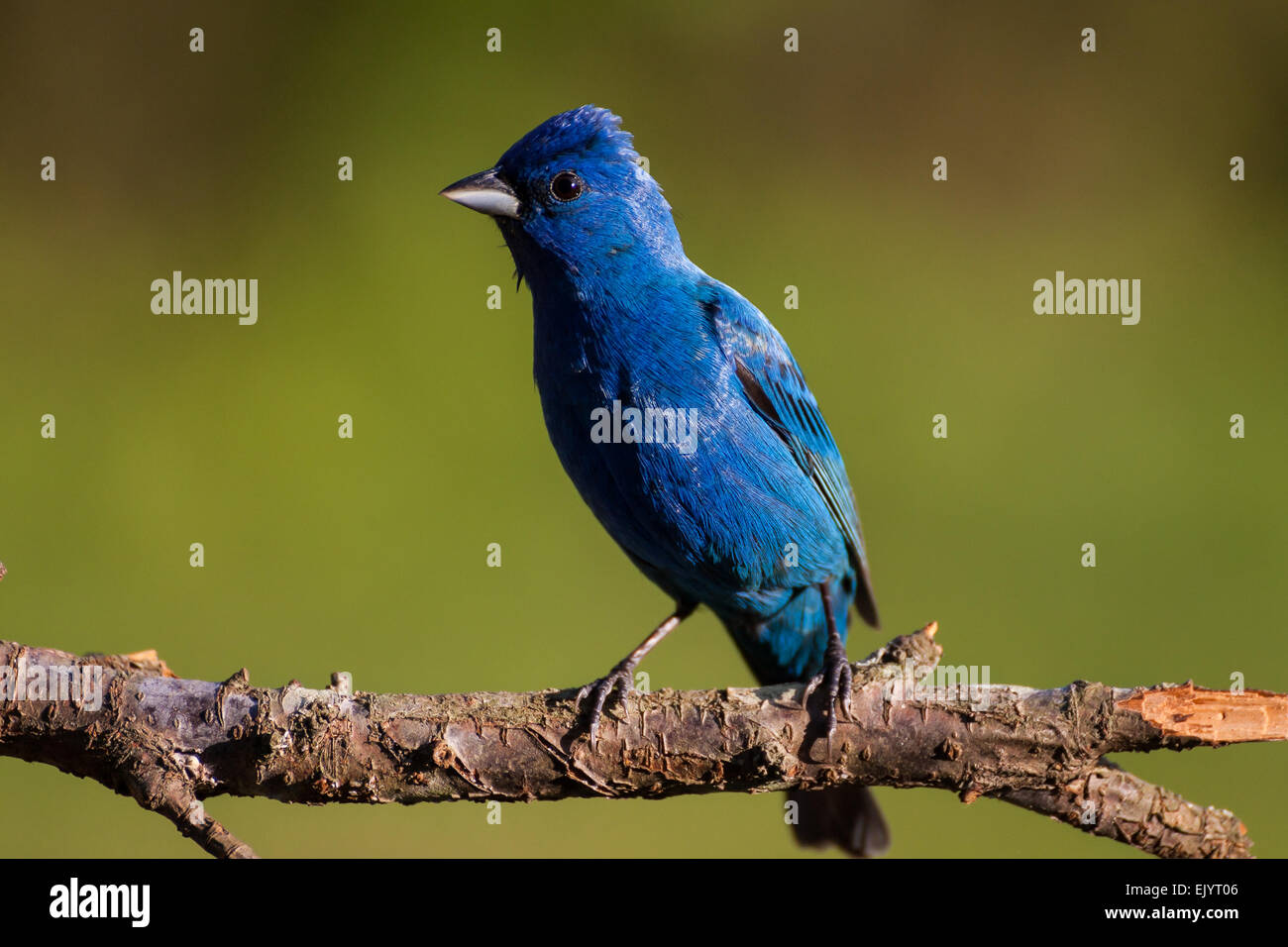 Ein Indigo Bunting thront auf einem Ast Stockfoto