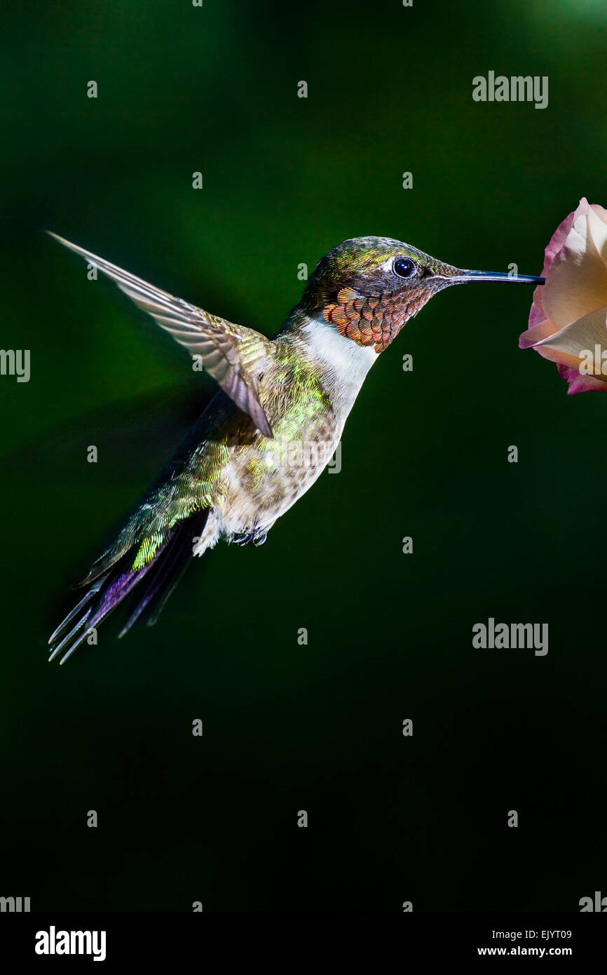 Ein Ruby – Throated Kolibri schweben auf einer Blume. Stockfoto