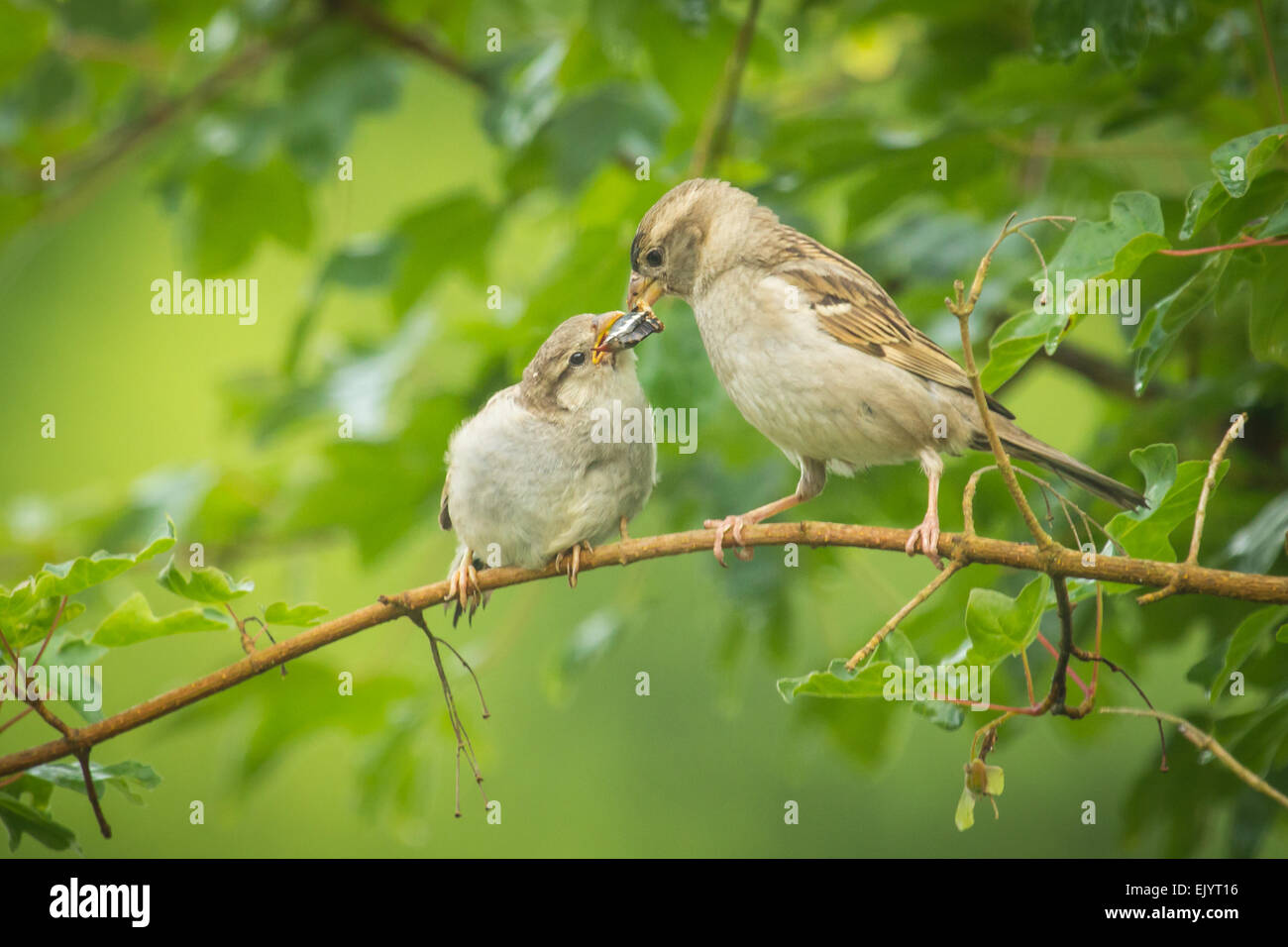 Ein Jugendlicher Haussperling von seiner Mutter gefüttert Stockfoto