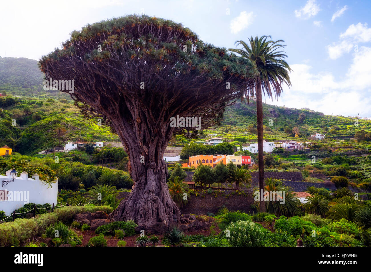 Drachenbaum, Icod de Los Vinos, Teneriffa, Kanaren, Spanien Stockfoto