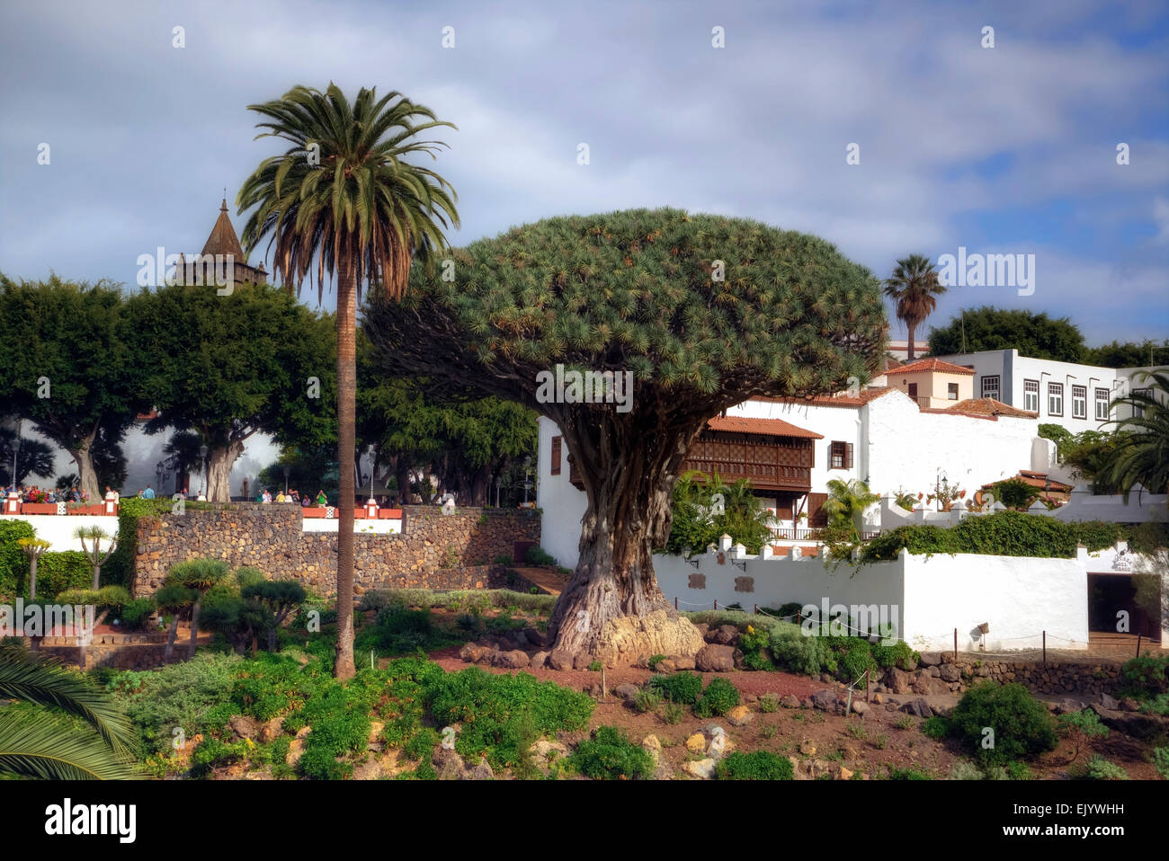 Drachenbaum, Icod de Los Vinos, Teneriffa, Kanaren, Spanien Stockfoto