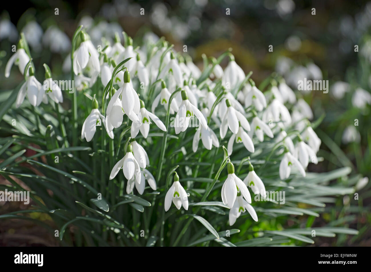 Nahaufnahme von Schneeglöckchen Schneeglöckchen weißen Blumen in der Garten im Winter England GB Vereinigtes Königreich GB Großbritannien Stockfoto