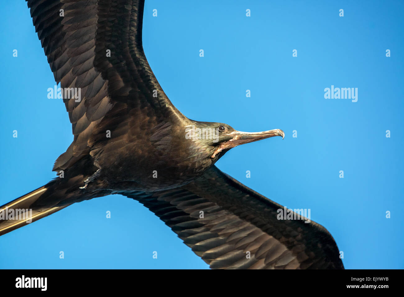 Detailansicht eines Fregattvogels im Flug auf den Galapagos Inseln in Ecuador Stockfoto