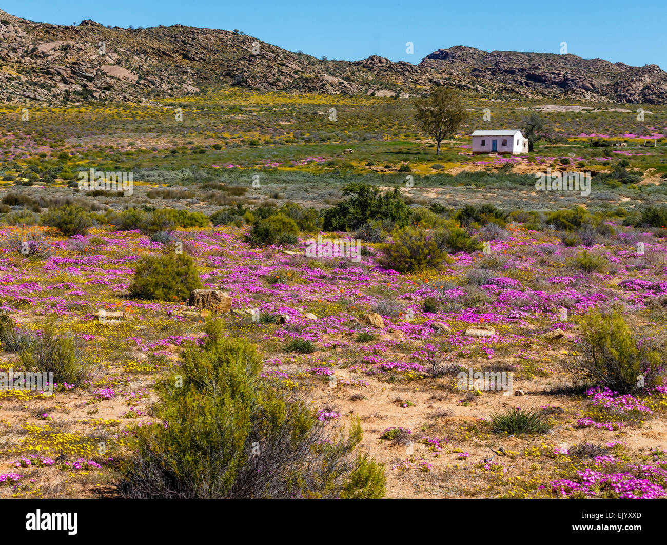 Ein einsamer Hirte-Haus in inmitten von wilden Blumen von Namaqualand Stockfoto