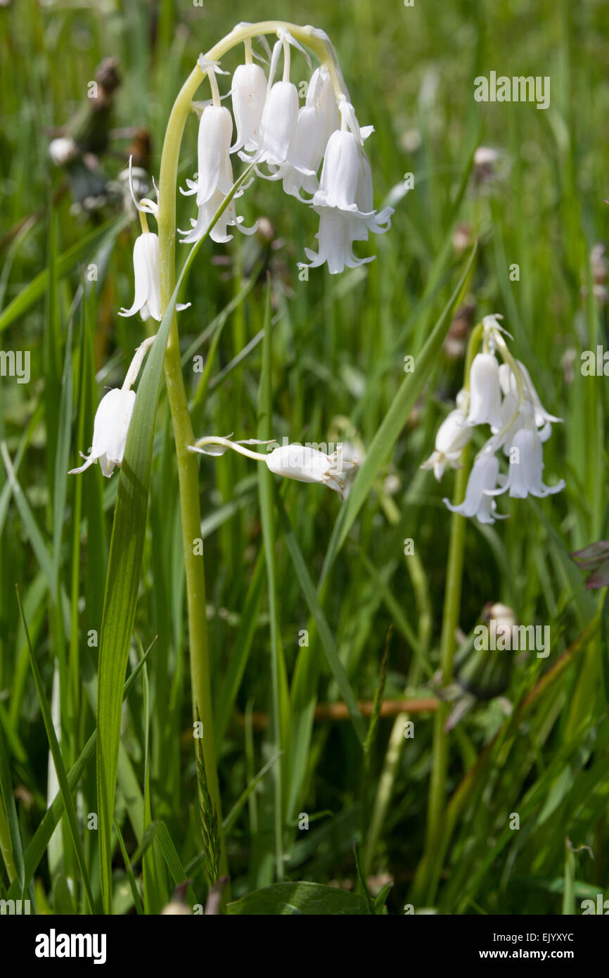 Weißen Glockenblumen Hyacinthoides non-scripta Stockfoto