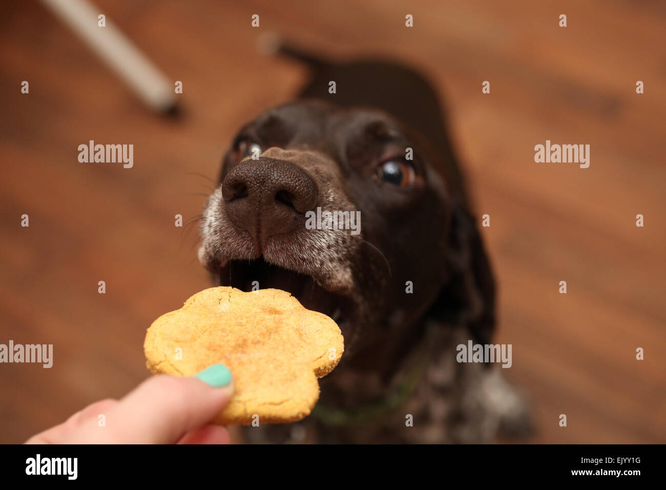 Deutsch Kurzhaar-Pointer betteln um ein cookie Stockfoto