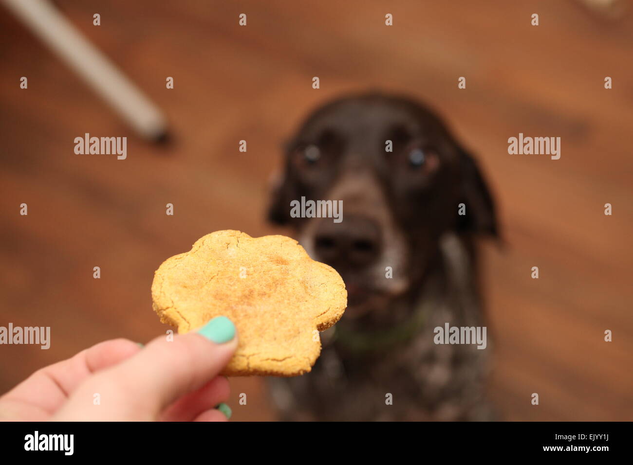 Deutsch Kurzhaar-Pointer betteln um ein cookie Stockfoto