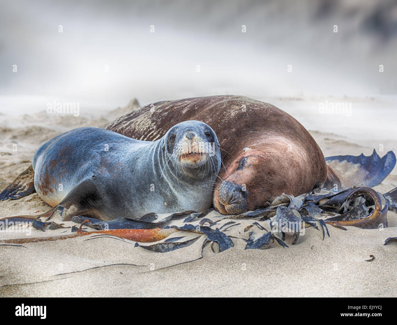 Tierwelt-Foto von einem Neuseeland-Seelöwen Stockfoto