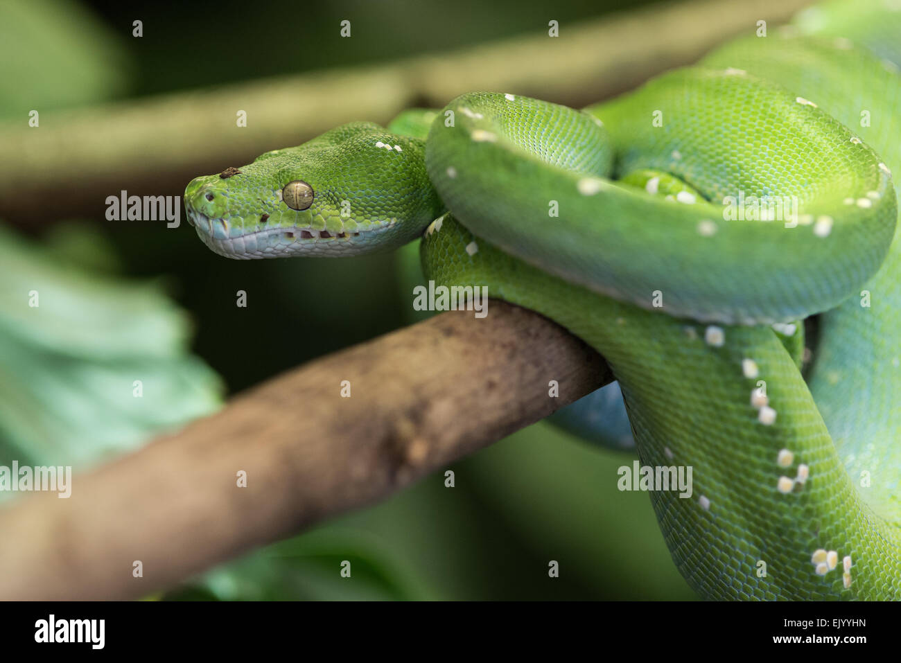 Morelia Viridis, Grüner Baumpython, grüner Python, Grüner Baumpython ...