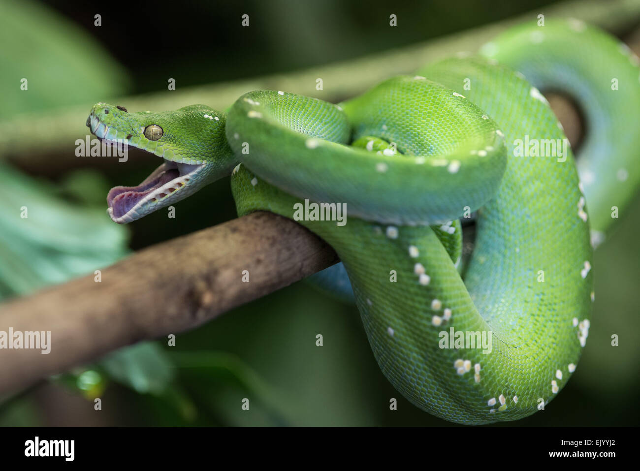 Morelia Viridis, Grüner Baumpython, grüner Python, Grüner Baumpython, Stockfoto