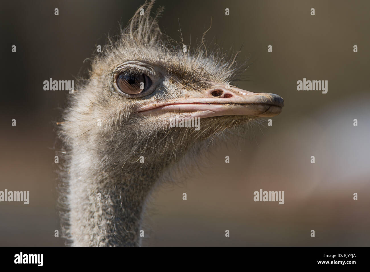 Struthio Camelus, Afrikanischer Strauss, Strauß, Stockfoto