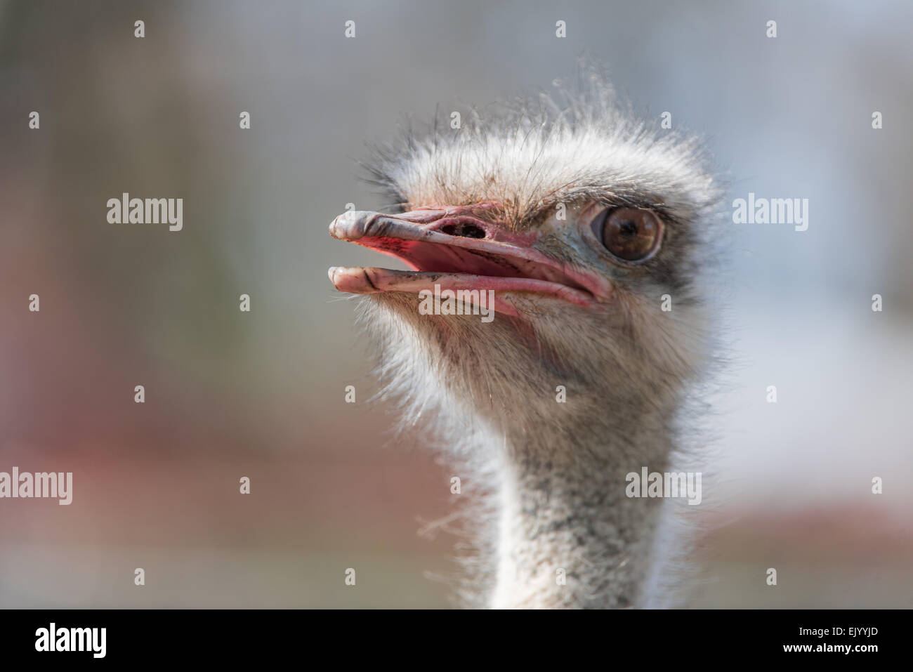 Struthio Camelus, Afrikanischer Strauss, Strauß, Stockfoto