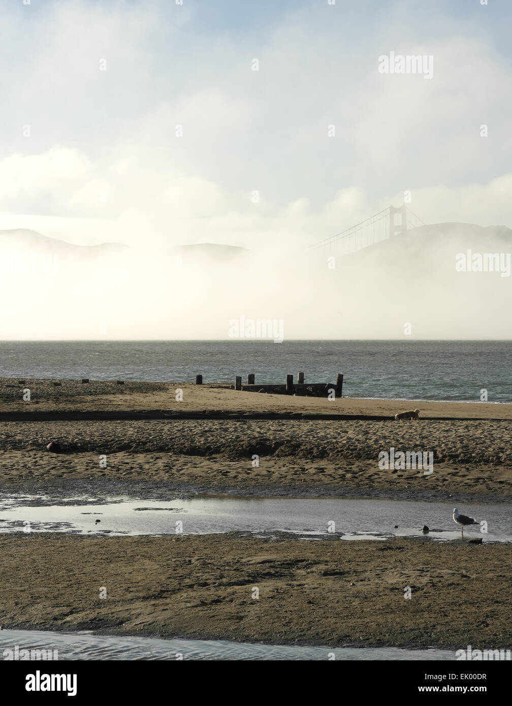 Sonnigen Porträt Möwe stehend Strandsand in Richtung Advektion Nebel wolkenähnliche Crissy Field, Golden Gate Bridge, San Francisco Stockfoto