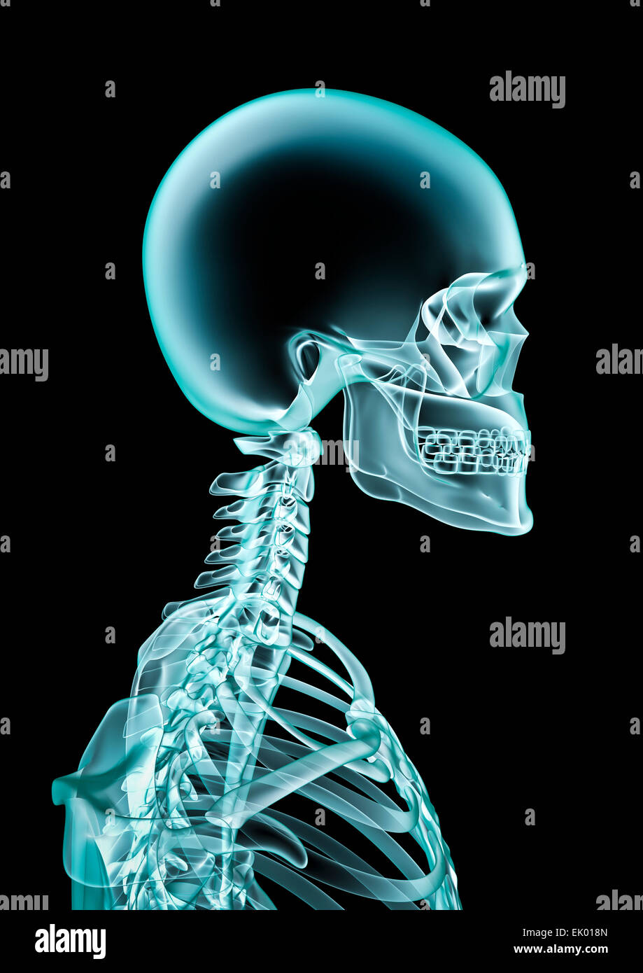 3D Rendern von x-ray mit textfreiraum in Kopf Stockfoto