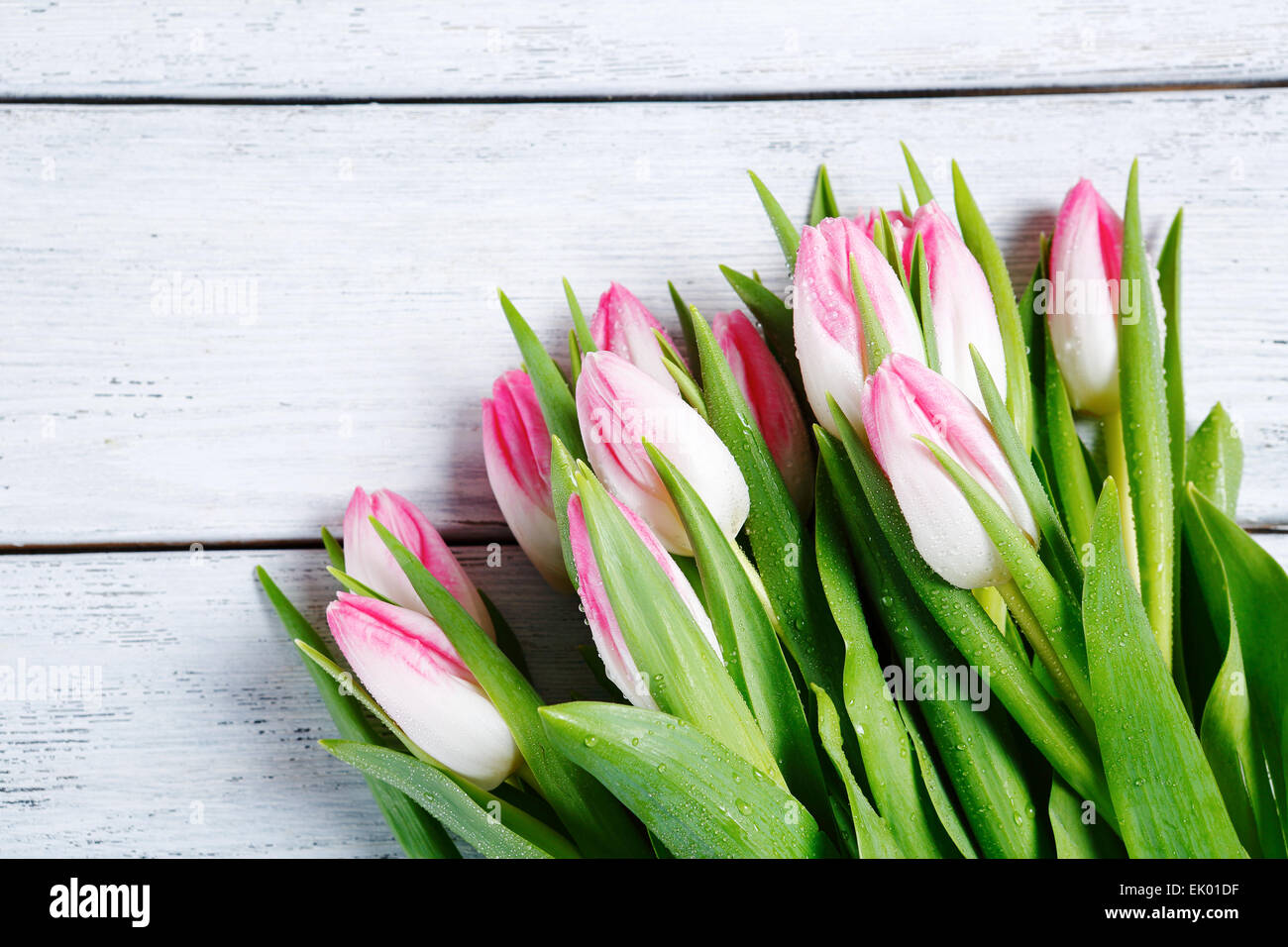 Frühlings-Tulpen auf Whiteboards, Blumen Stockfoto